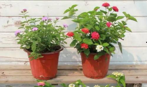 荣昌酒驾新闻爆料视频最新,最新视频爆料揭示惊人细节  第3张